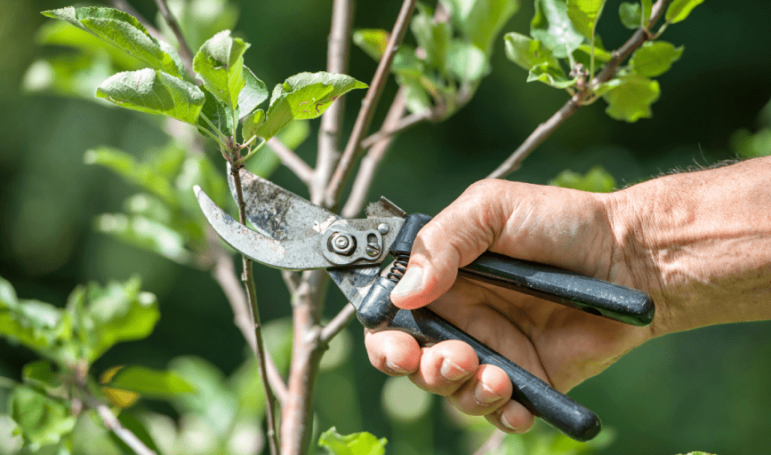 Royse Tree Service 